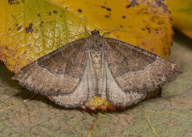 Crocallis tusciaria - Geometridae - No, Larentia clavaria